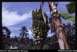 "Bananas outside VSO lodge, bank of Matanikau river, Honiara"