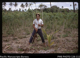 'Tapioca crop with uprooted tapioca plant and coconut seedling with Edward Mafi, Tonga'