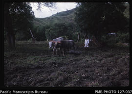 'Pair of bullock ploughing field in Sigatoka Valley, Fiji'