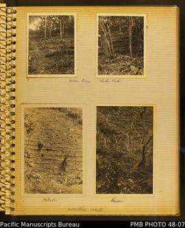 Photograph album, page 5: Weather Coast. Garden Layouts