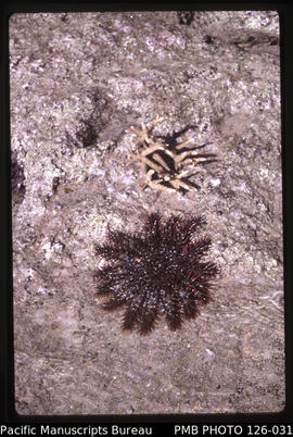 'Crown of Thorns starfish on Ha'atafu reef, Tonga'