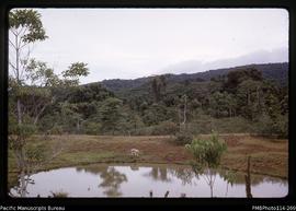 'View into Makira bush from back of Jack Campbell's plantation, near Kira Kira'
