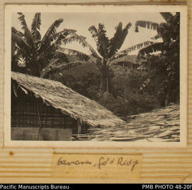 Bananas, Gold Ridge, Guadalcanal