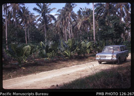 'Yams under coconuts near coral minor road, Tonga'