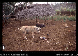 'Two Tongan pigs feeding on coconut meat in an enclosure, Tonga'