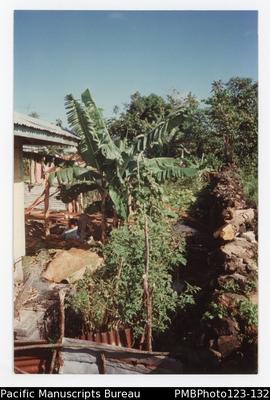 View of tomatoes growing and Tatu in the foreground making thatch. Satupaitea, Savaii
