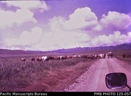 'Baiyer River: cattle on the government agricultural station'