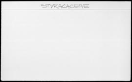 Styracaceae