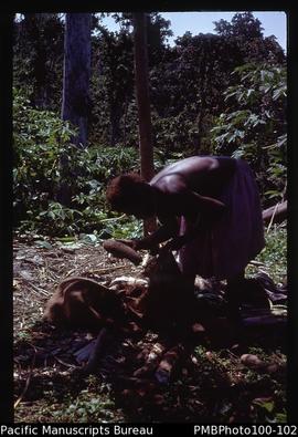 "Woman sorting yams, Tinahulu river, Guadalcanal"