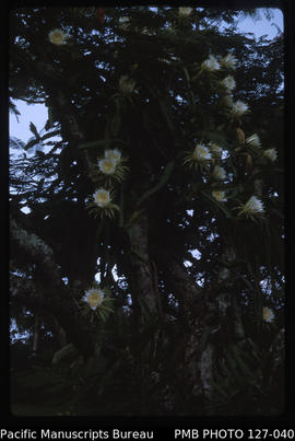 'Flowering zygocactus at 30 Beach Road, Suva, Fiji'