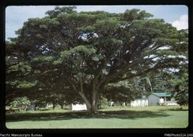 'Indian Rain Tree on Government Station at Kira Kira, Makira Island'