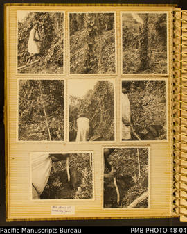 Photo album, page 2: Harvesting yams, Rove, North Guadalcanal.