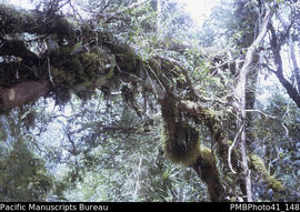 'Moss on tree on Chenopaho, Guadalcanal, 1500m'