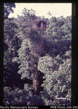 [High tree house, Korowai tribe]