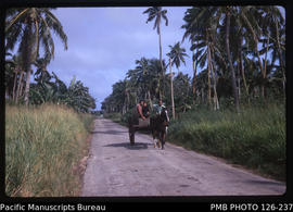 'Horse and cart on country road on Tongatapu, Tonga'