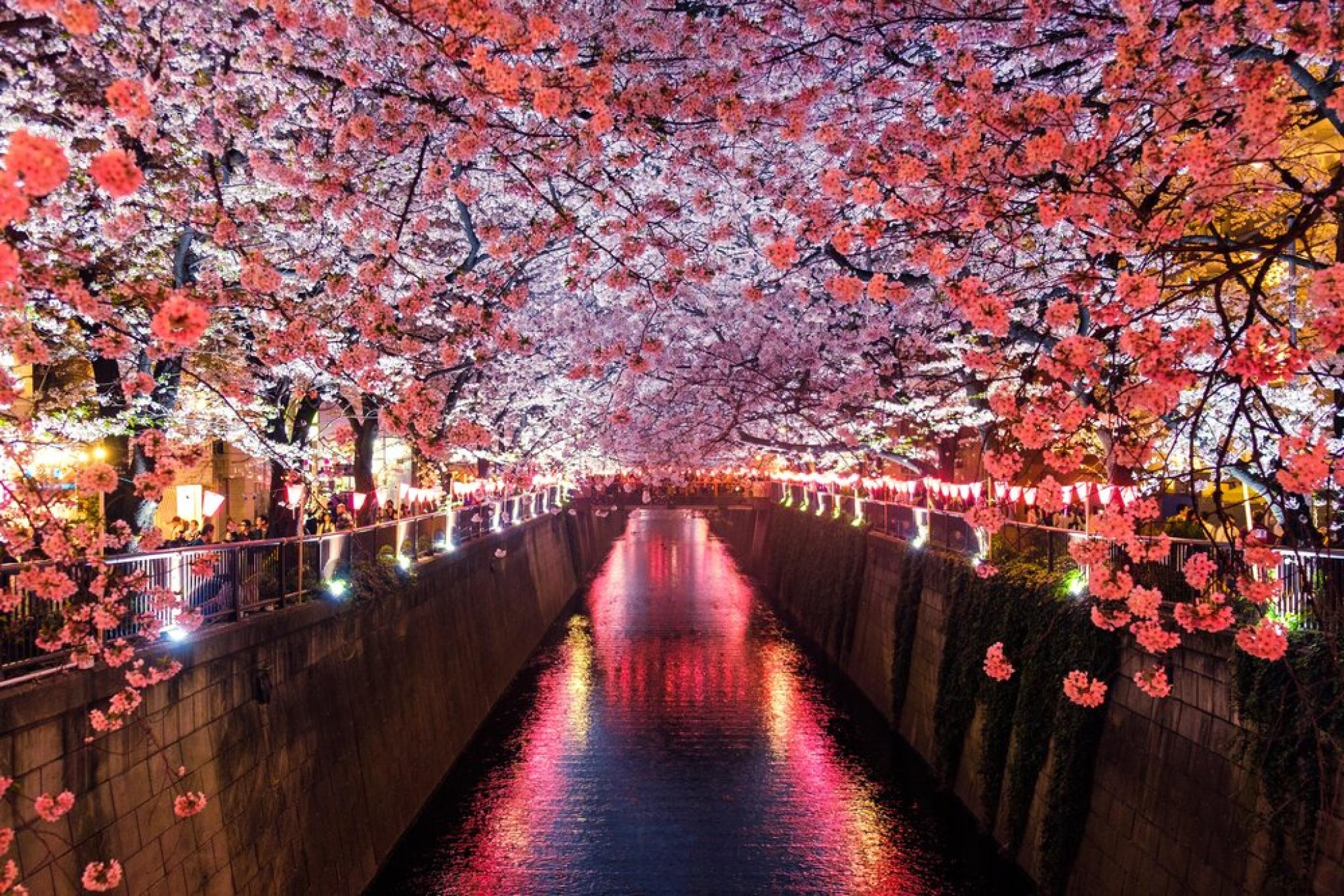 Advanced Japanese NETWORK