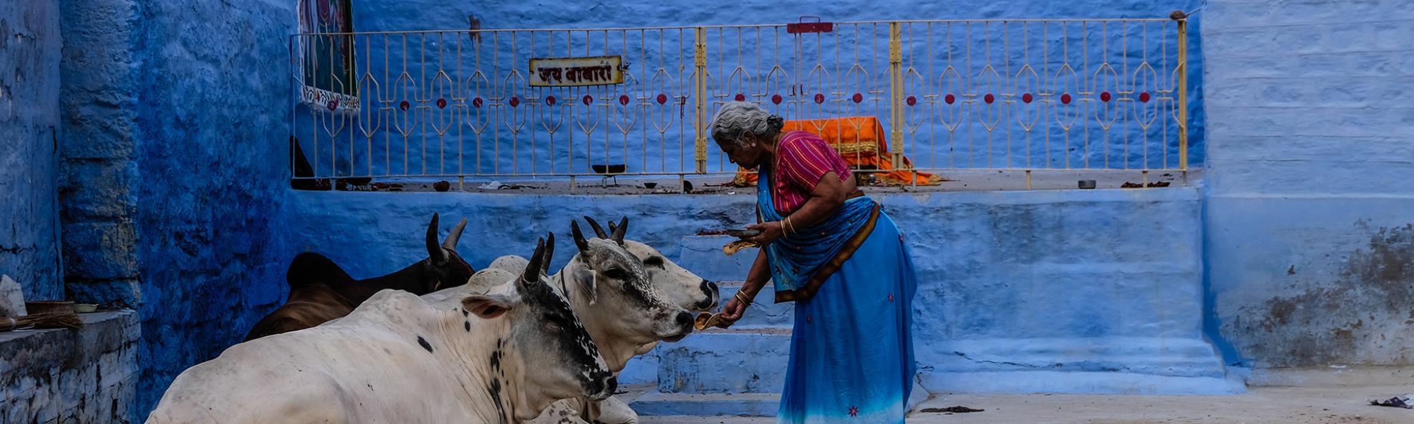 Indian woman with cow and blue wall