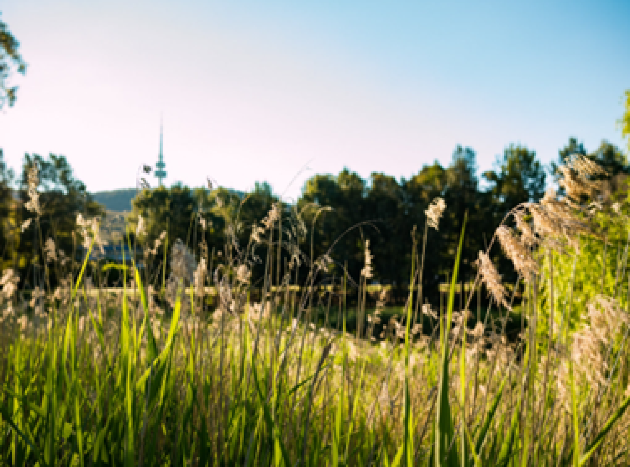 nature zero carbon