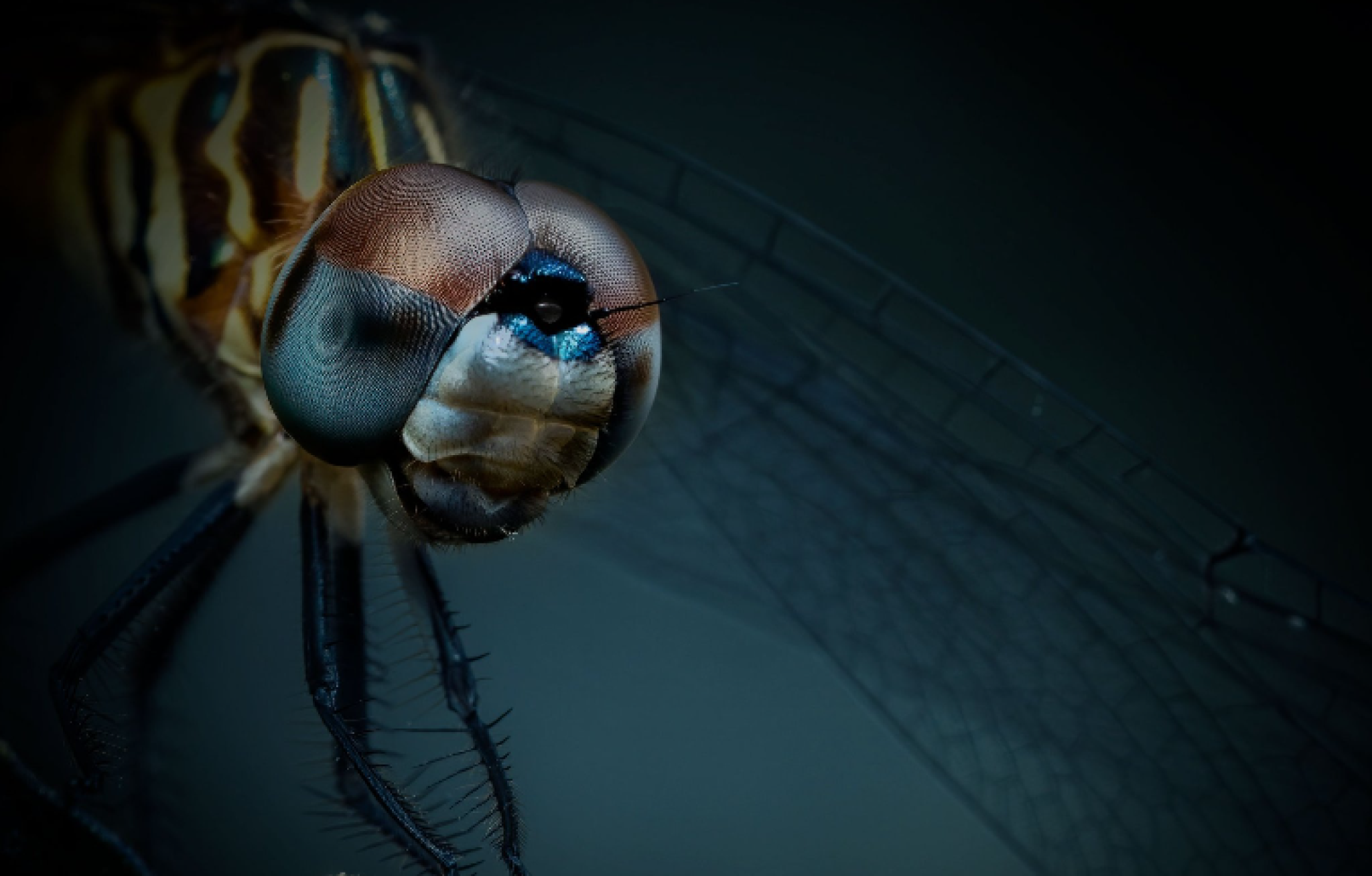 dragonfly
