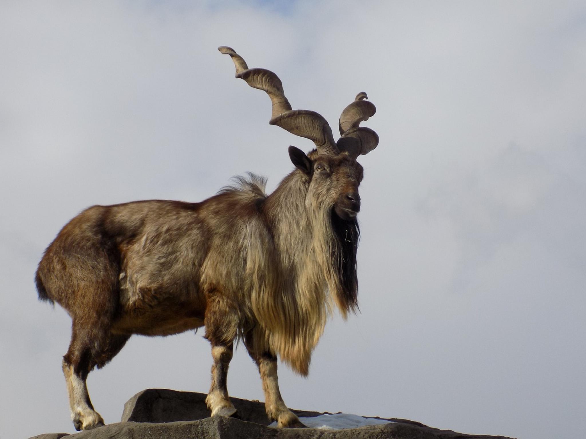 Markhor mountain goat Markhor mountain goat