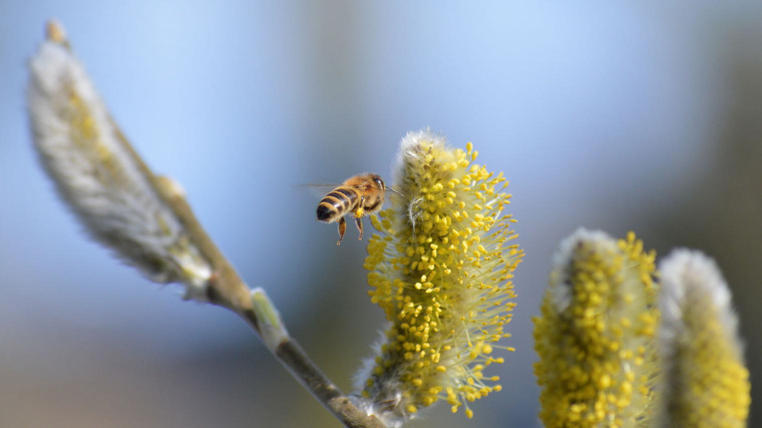 A bee hovering before a flower