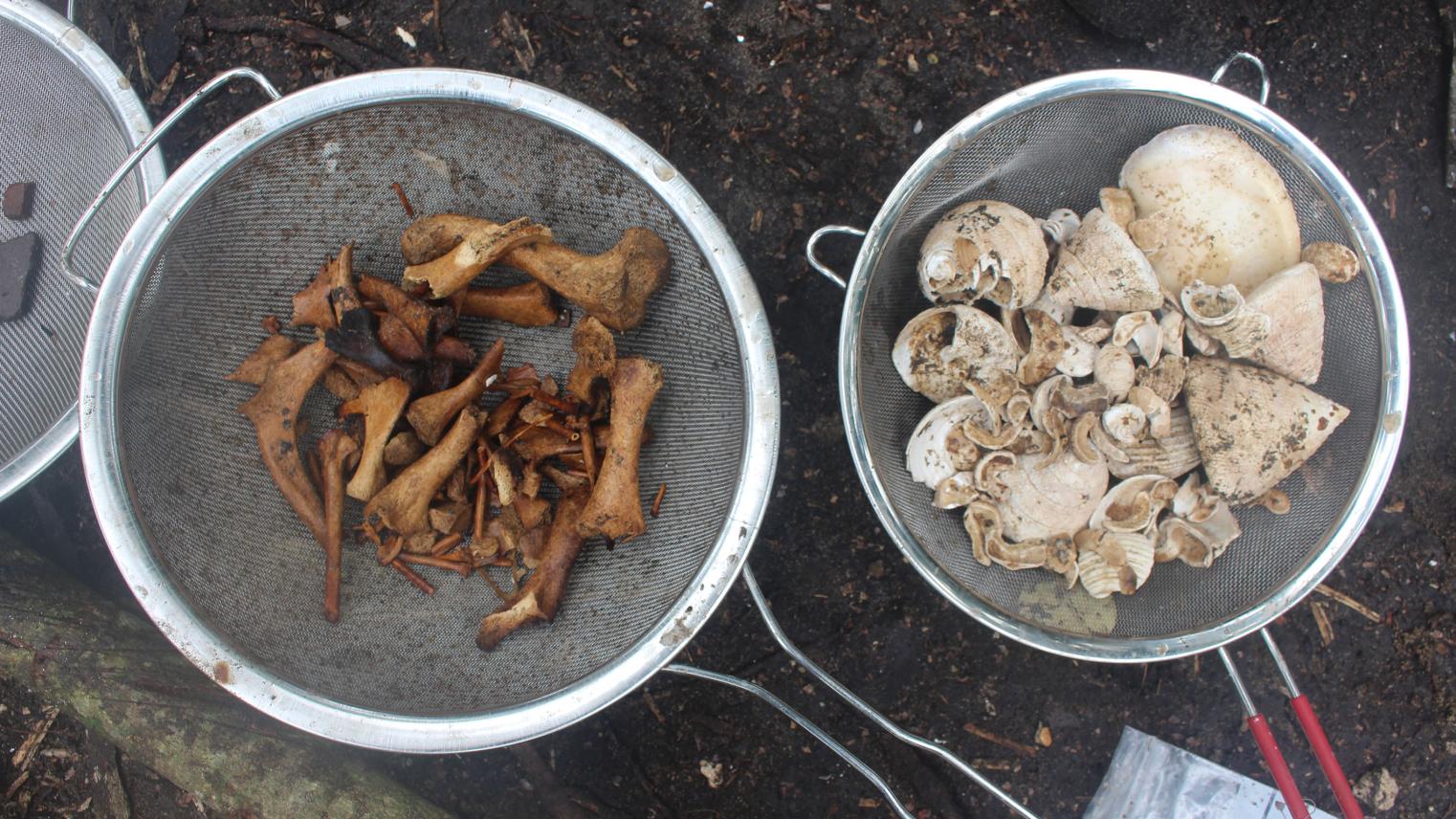 Bone and shellfish from the site. Extinct tortoise is seen in the sieve
